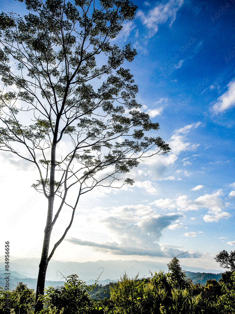 Obraz premium Tree with blue sky