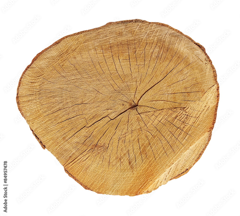 Fototapeta premium Cross section of tree trunk isolated on white background