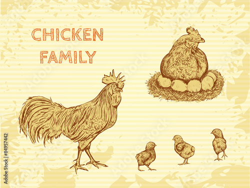 organic farm vintage poster with family chicken: cock, hen with chickens. Hand drawn retro vector illustration in sketch style