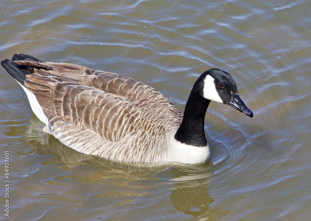 Obraz premium Goose close-up