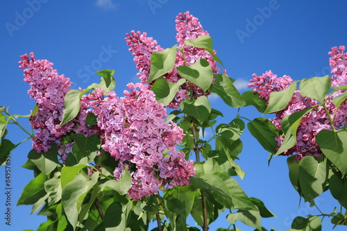 Lilac photo