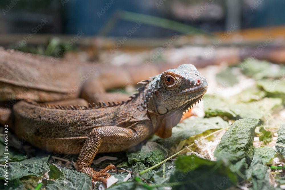 Fototapeta premium Iguana