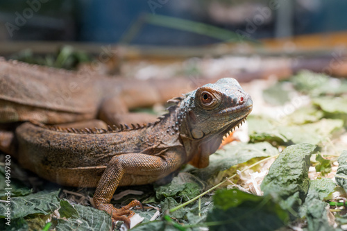 Iguana