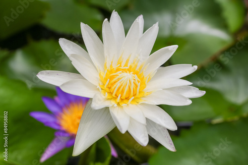 Lotus flower