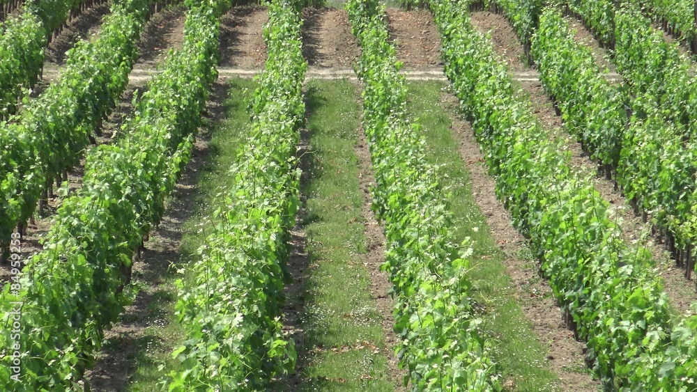 France, Gironde, Saint Emilion, Bordeaux Wineyard France, Gironde, Saint Emilion, Bordeaux Wineyard