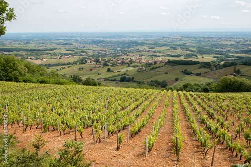 Theizé , Village au Pays des Pierres Dorées , Vallée d'Azergues dans le Rhône photo