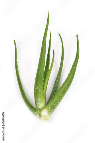 Green Aloe on white background