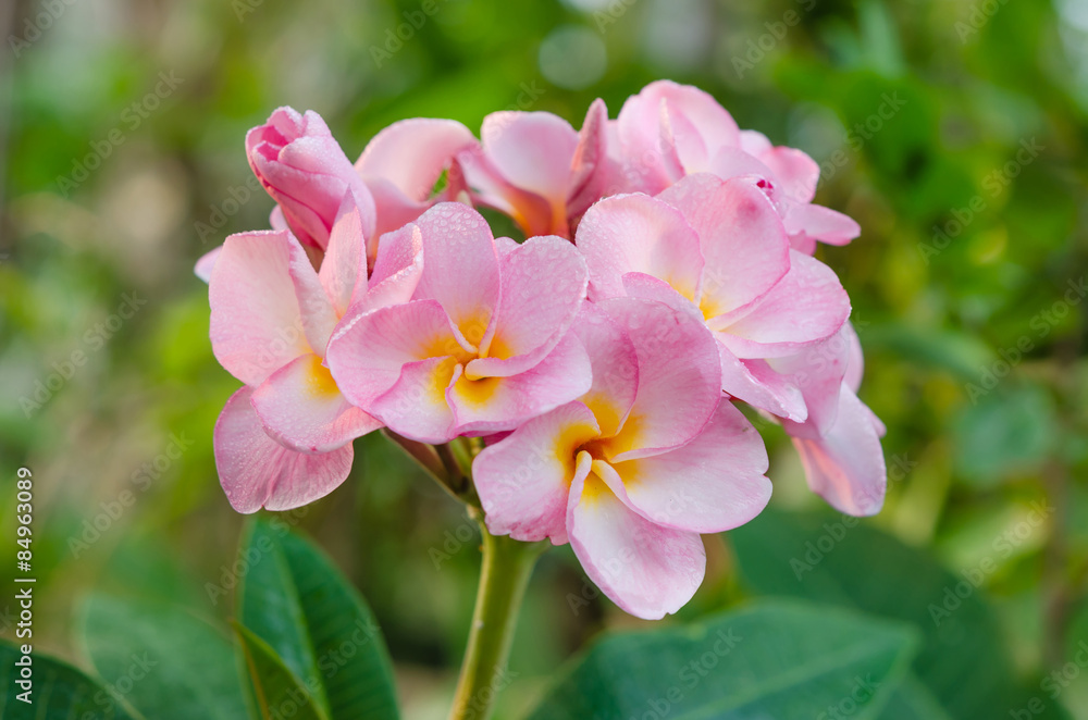 pink  flowers