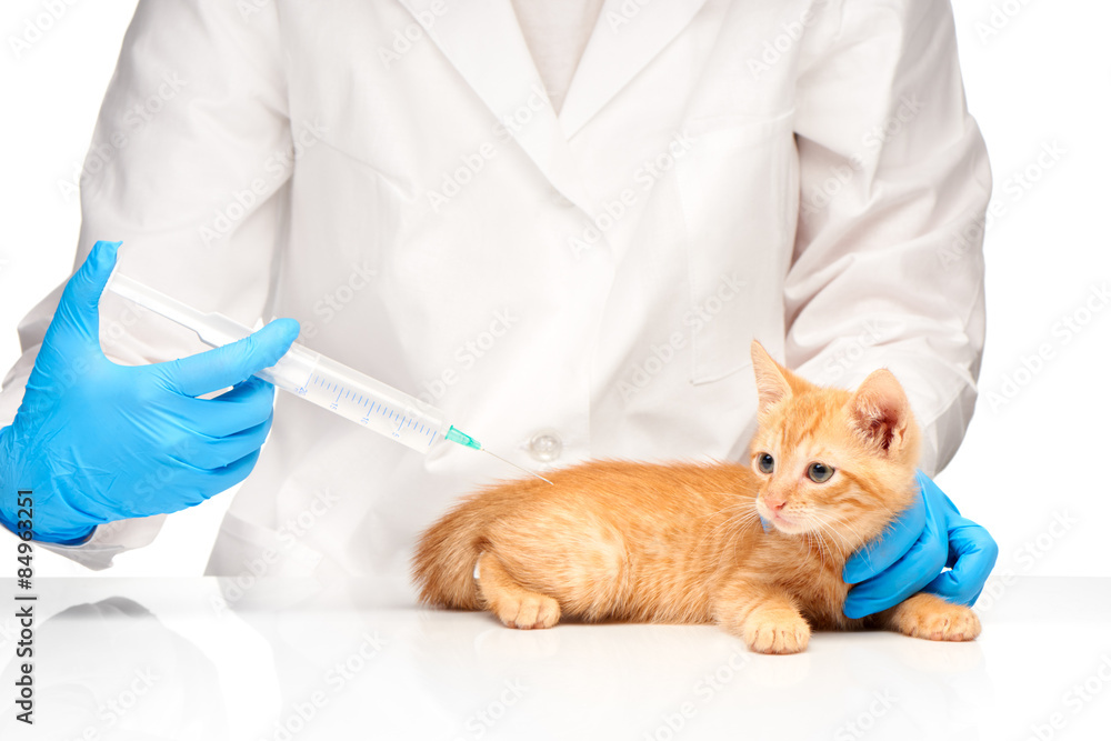 The veterinarian makes an injection to a cat with syringe The veterinarian makes an injection to a cat with syringe