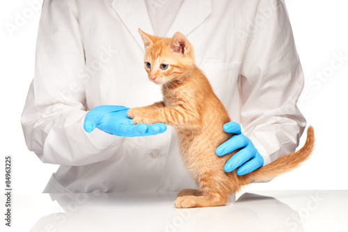 Fototapeta Naklejka Na Ścianę i Meble -  Veterinarian doctor is making check up of cute beautiful kitten