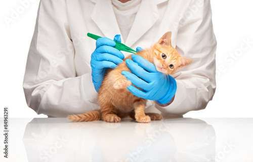 Little ginger kitten checked up by veterinarian with forceps