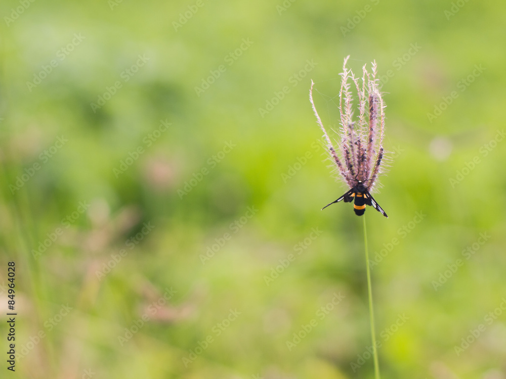 Fototapeta premium Alone insect on flower grass.