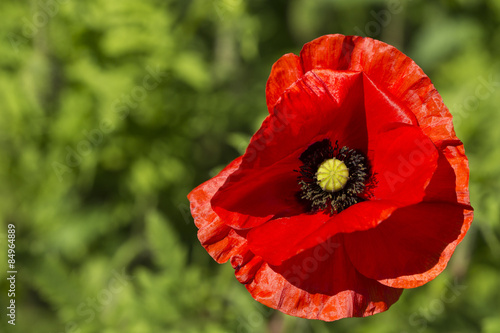 Close up of a poppy flower on a bright sunny day