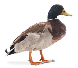 Wild duck.