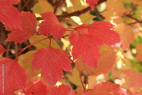 Autumn colors. Red leaves of viburnum