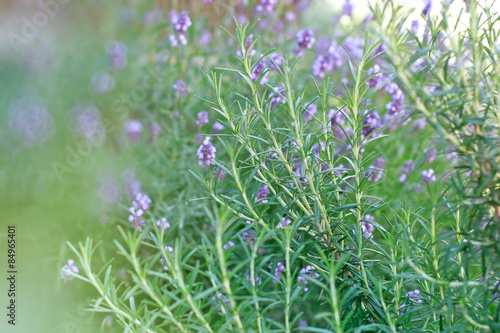 Rosemary and lavender as background in my garden