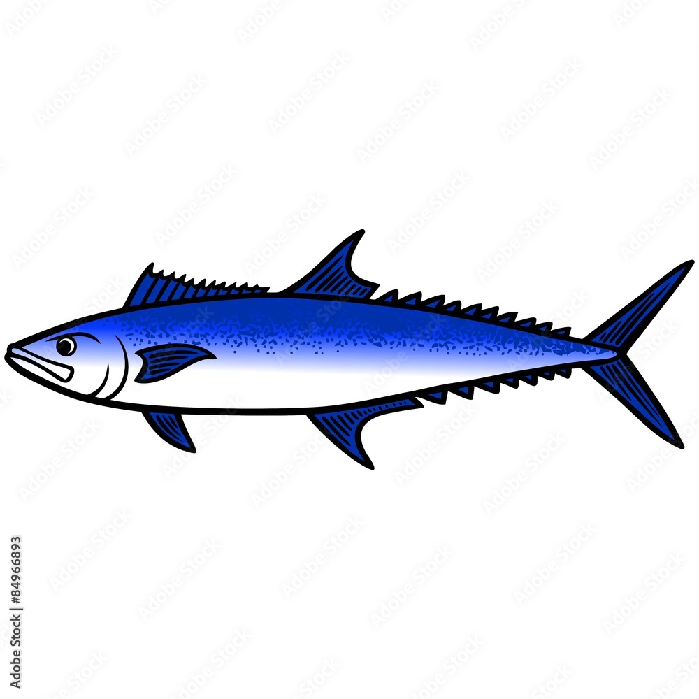 King Mackerel Fish King Mackerel Fish