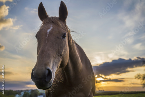 Fototapeta Naklejka Na Ścianę i Meble -  Horse in fields at sunset with beautiful sky, Cornwall, UK