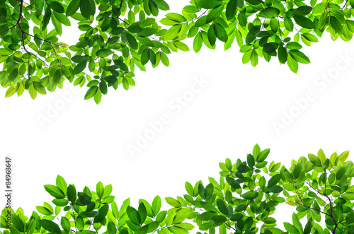 Beautiful Green leaves on white background