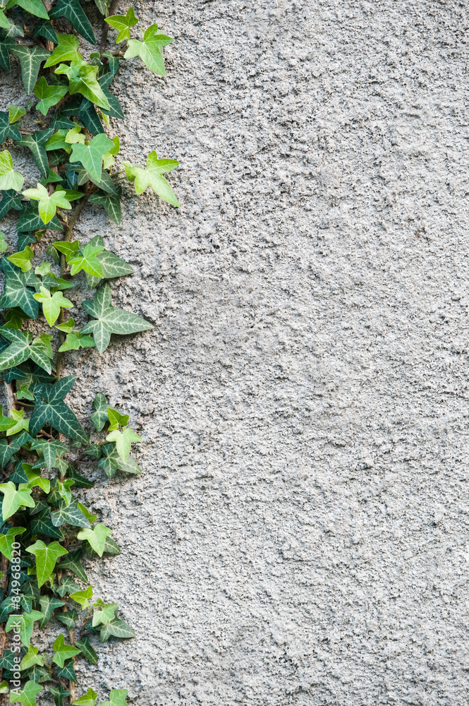 Roughly plastered gray wall with climbing ivy (Hedera helix) on it. Background. Roughly plastered gray wall with climbing ivy (Hedera helix) on it. Background.