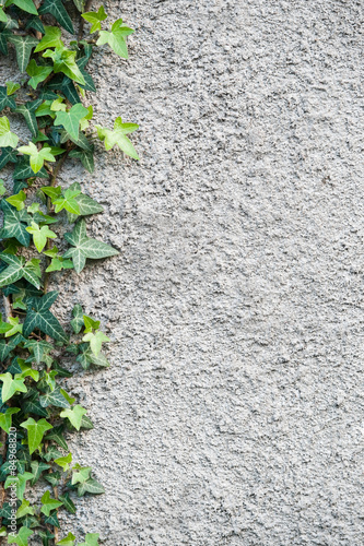 Roughly plastered gray wall with climbing ivy (Hedera helix) on it. Background. © Sielan