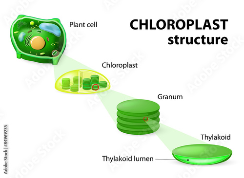 chloroplast structure photo