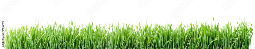 Green grass Isolated on white Green grass Isolated on white
