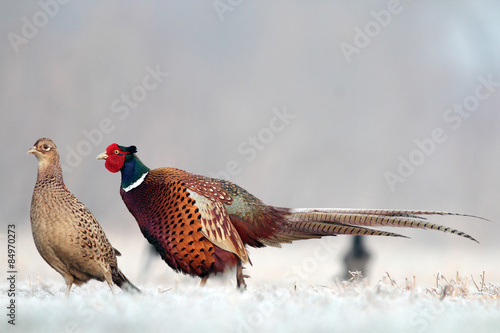 Pheasant photo