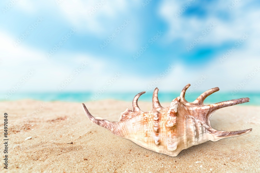 White, starfish, sea. White, starfish, sea.