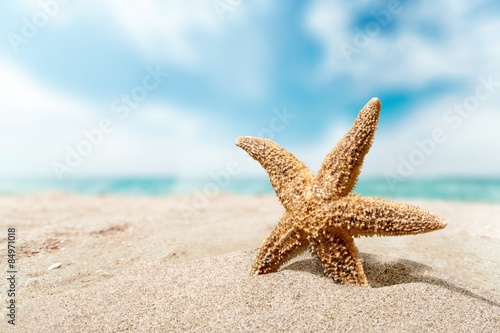 Beach  starfish  caribbean.