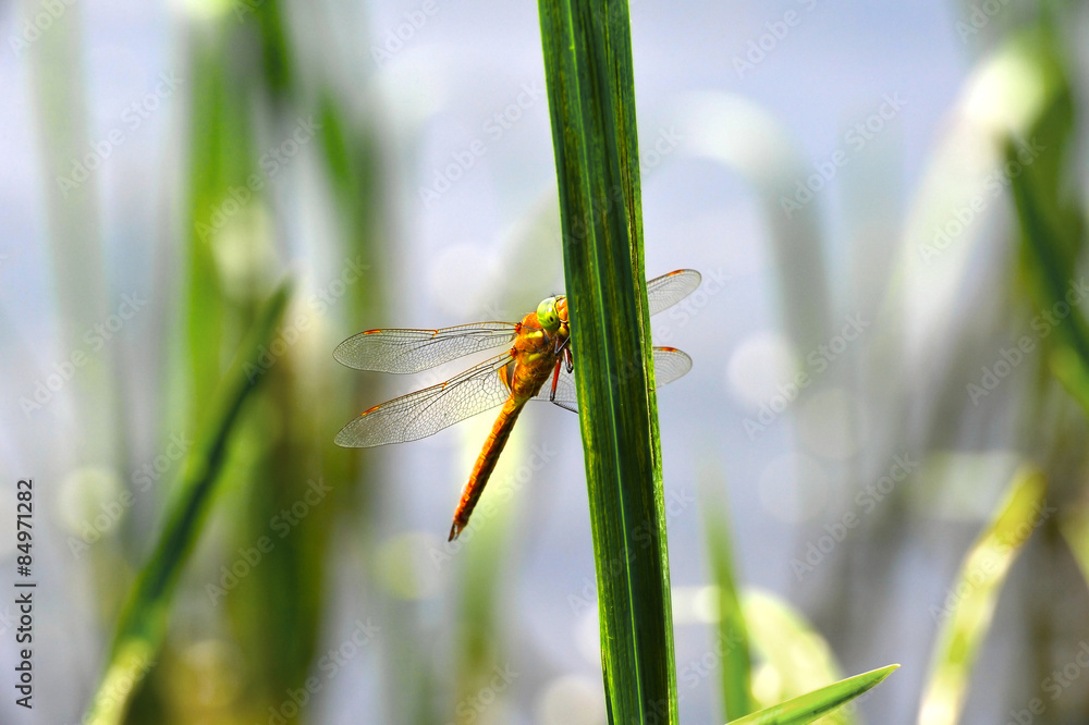 Dragonfly Sympetrum close-up sitting on the grass Dragonfly Sympetrum close-up sitting on the grass