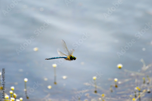 Dragonfly close-up flying over water photo