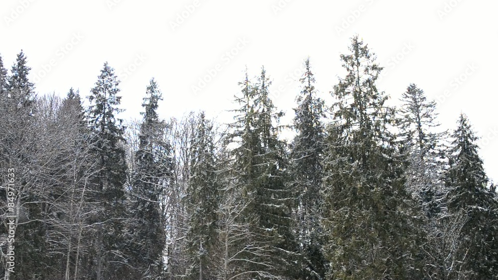 Snow falls on evergreen fir trees and leafless deciduous trees Snow falls on evergreen fir trees and leafless deciduous trees