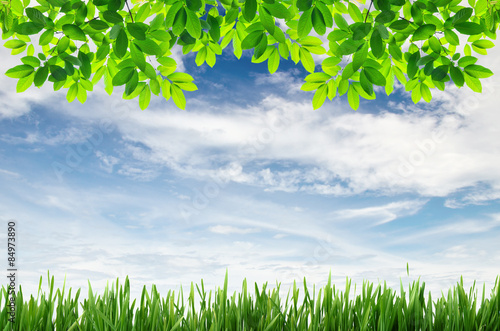 green grass and green leaves with blue sky background