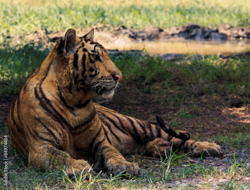 indochinese tiger lying on field