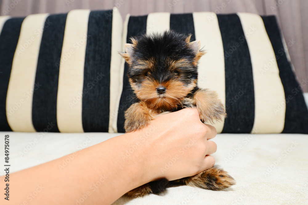 Yorkshire Terrier Shopping For Toys Stock Photo - Download Image
