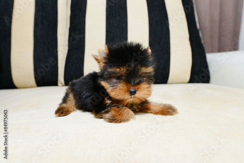 york, yorkshire, terrier, tcup, teacup, dog, puppy, t-cup, pet, animal, toy, doll, yorkie, baby, yorky, adorable, cute, breed, kennel, gold, black, long coat photo