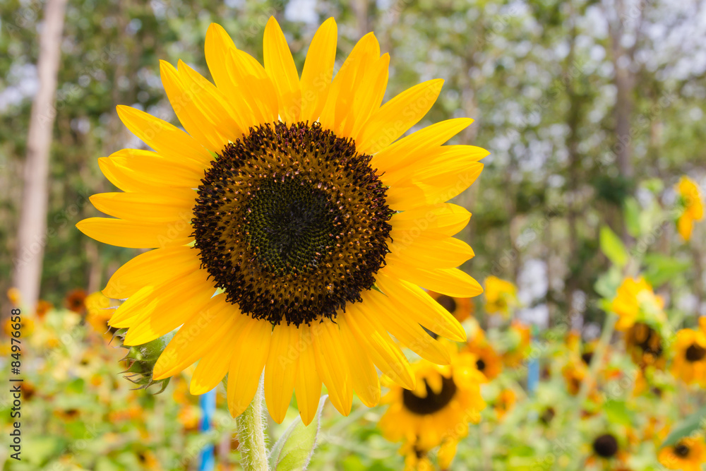 Obraz premium Sunflowers with perennial plant background