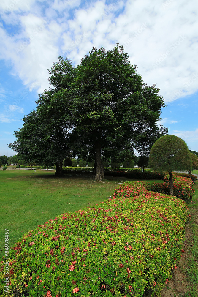 Obraz premium A tree in a park