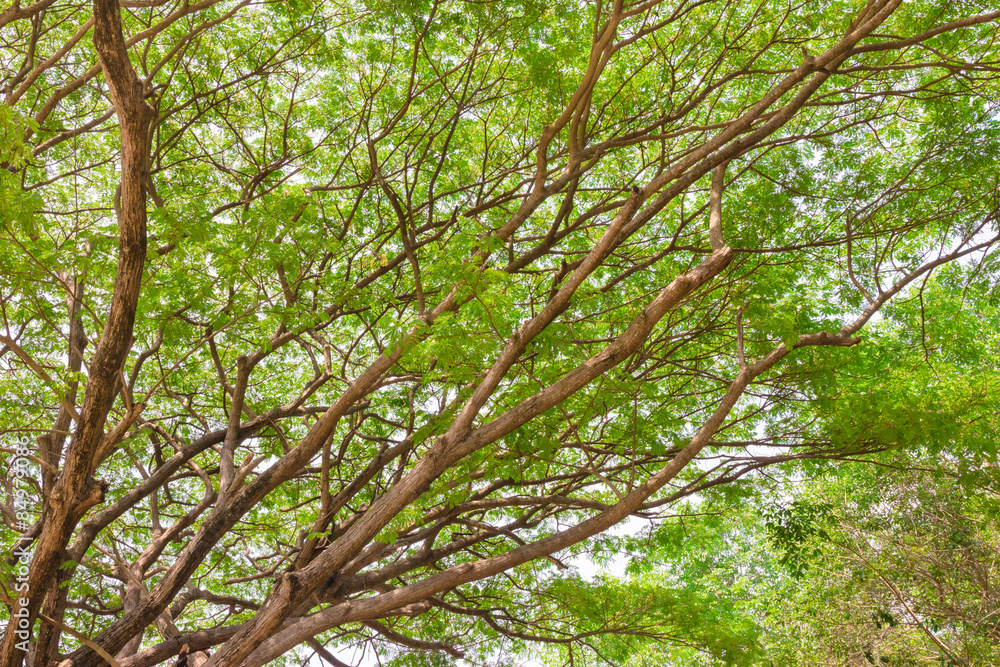 Fototapeta premium Under big green tree