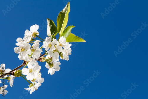 Blooming cherry tree and blue sky.