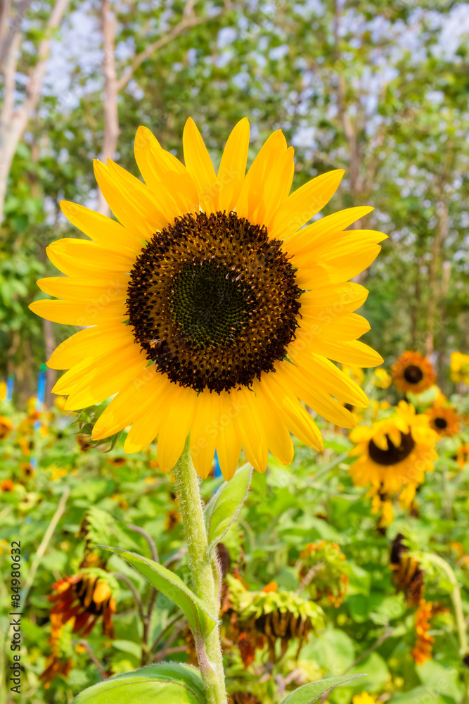 Obraz premium Sunflowers with perennial plant background