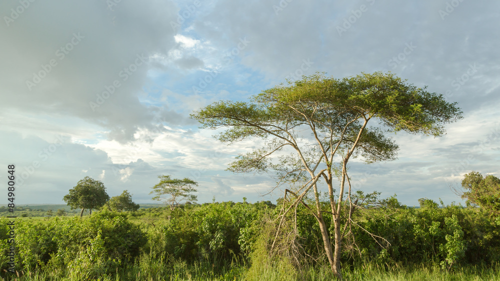 Trees in the meadow