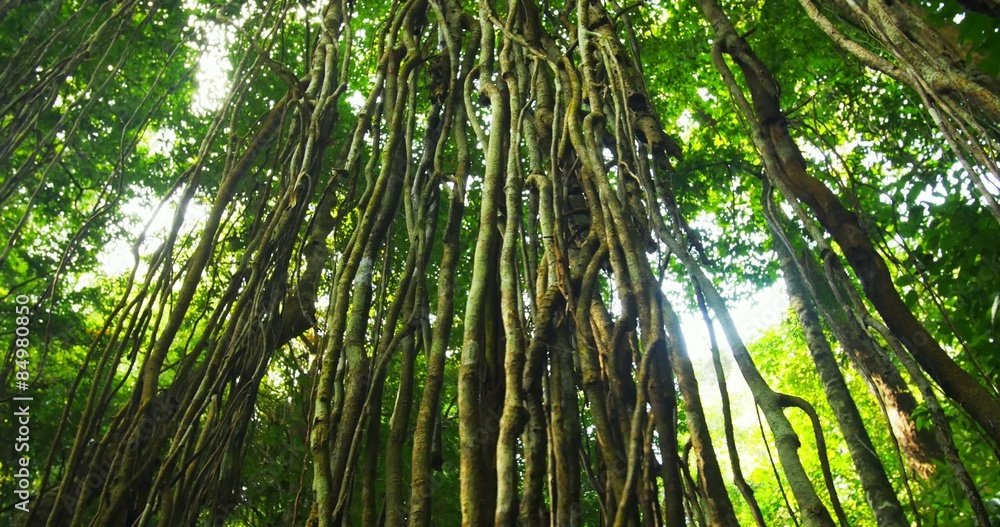 Jungle nature environment. Dolly video of scenic wild flora in rainforest Jungle nature environment. Dolly video of scenic wild flora in rainforest