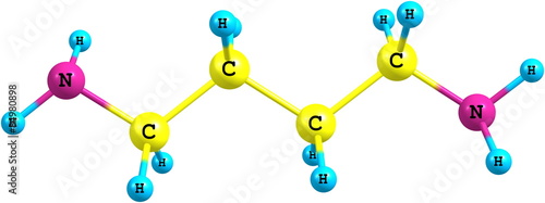 Putrescine molecule isolated on white