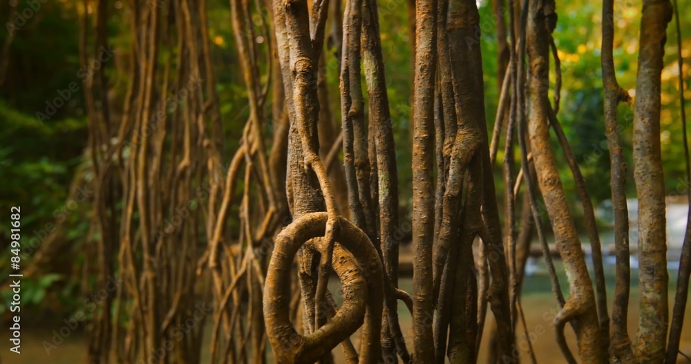 Aerial roots and liana vines in tropical rainforest. Tracking slider video Aerial roots and liana vines in tropical rainforest. Tracking slider video