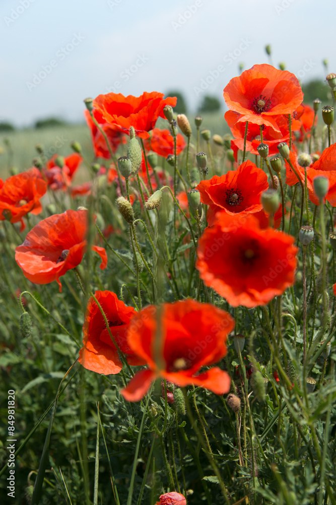 Obraz premium leuchtend rote Mohnblumen