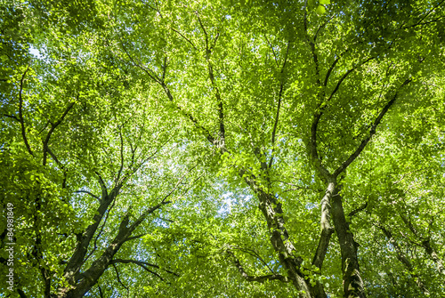 Green Canopy © hubb67