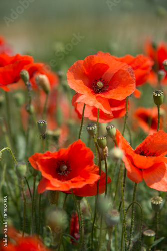 Fototapeta Naklejka Na Ścianę i Meble -  Mohnblumen mit schönem Bokeh