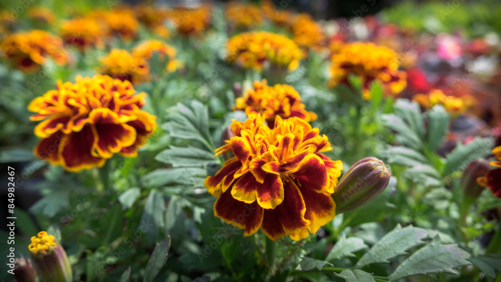 Marigold Flowers Marigold Flowers